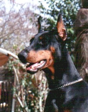 Ounna-Fay du Castel Tolosane | Black Doberman Pinscher