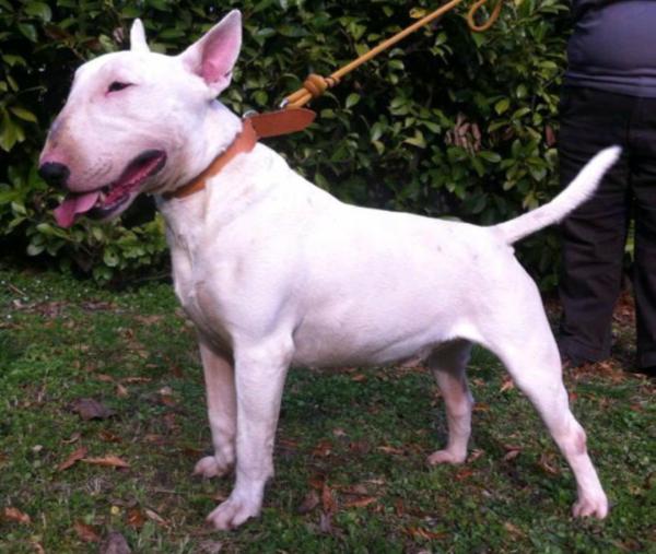 leon the hero gallant by | Bull Terrier 