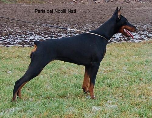 Paris dei Nobili Nati | Black Doberman Pinscher