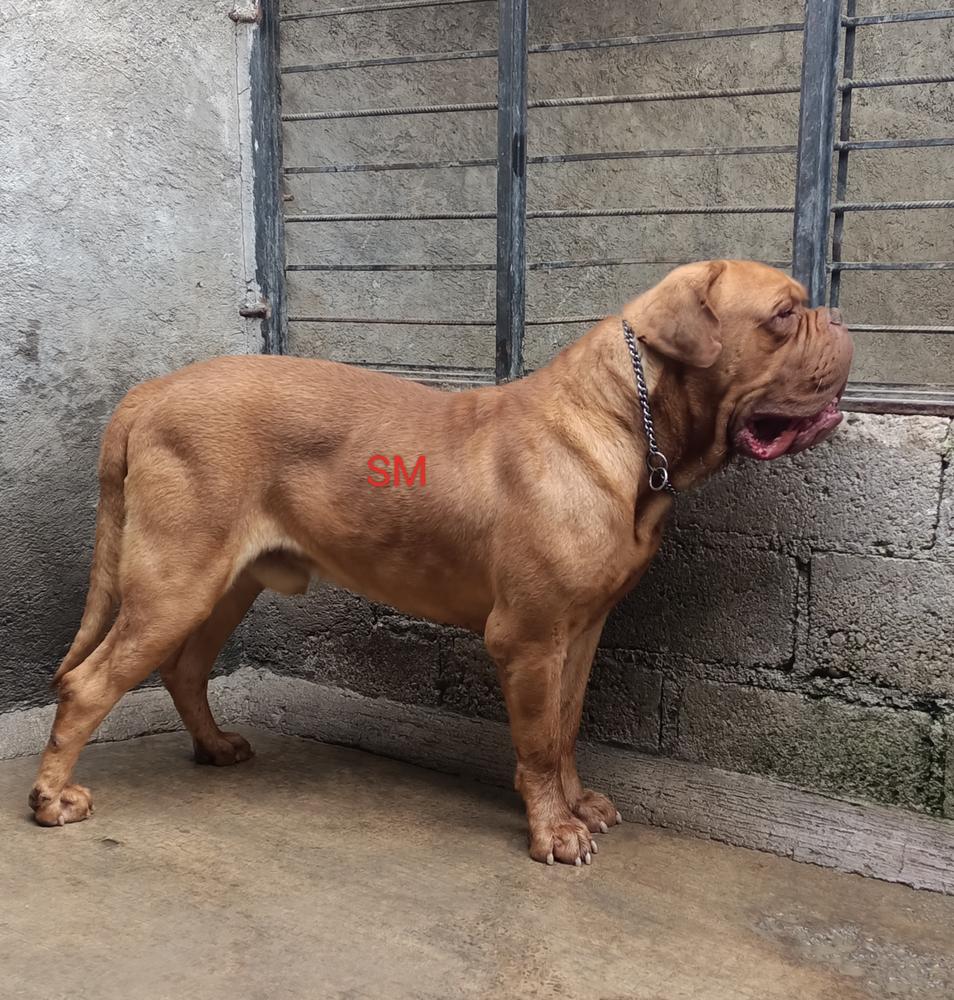 Skar SM Gómora | Dogue de Bordeaux 