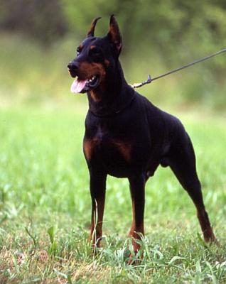 Dexter Dream del Fiorsilva | Black Doberman Pinscher
