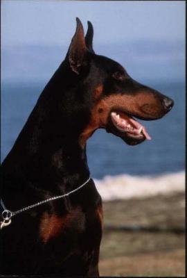 Edwin dei Monti Cimini | Black Doberman Pinscher