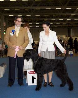 Stablemaster's Puccini | Giant Schnauzer 