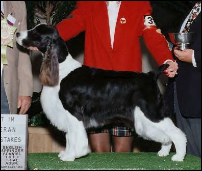 Tiffany's Moonlite ESSpecial | English Springer Spaniel 