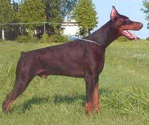 Prince Braun di Campovalano | Brown Doberman Pinscher