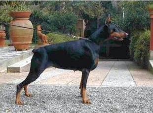 Ronda di Campovalano | Black Doberman Pinscher