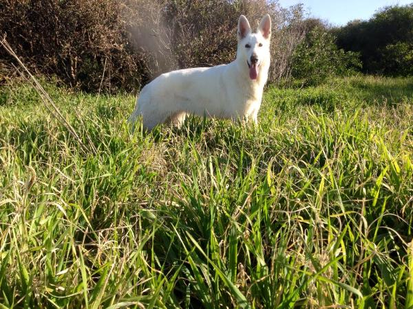 Ariel | White Swiss Shepherd Dog 