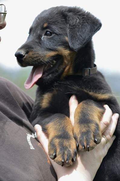 Anarchy des Gardiens du Chaos | Beauceron 