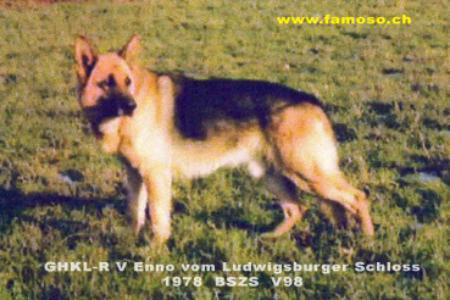 Enno vom Ludwigsburger Schloß | German Shepherd Dog 