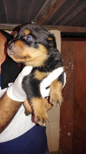 Angle Vom Haus Lion | Rottweiler 