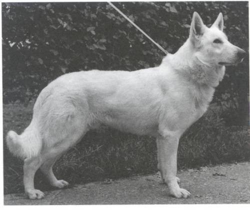 Hoofprint Ocan | White Swiss Shepherd Dog 