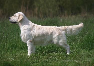 Majik Field Day | Golden Retriever 