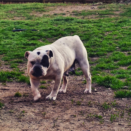 Red Clay's India | Olde English Bulldogge 