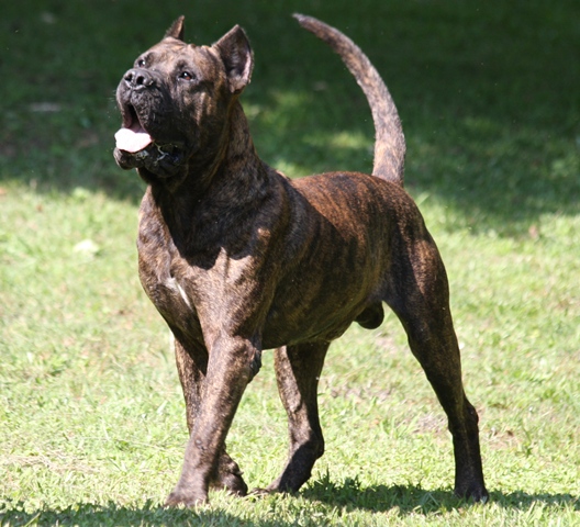 Rex RR | Perro de Presa Canario 