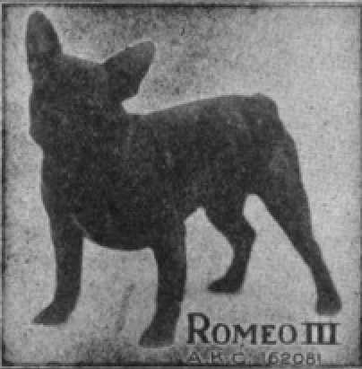 Romeo III 162081 vXXIX | French Bulldog 