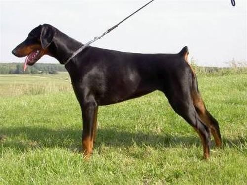 Eria Pro Uleska ode Rifka | Black Doberman Pinscher