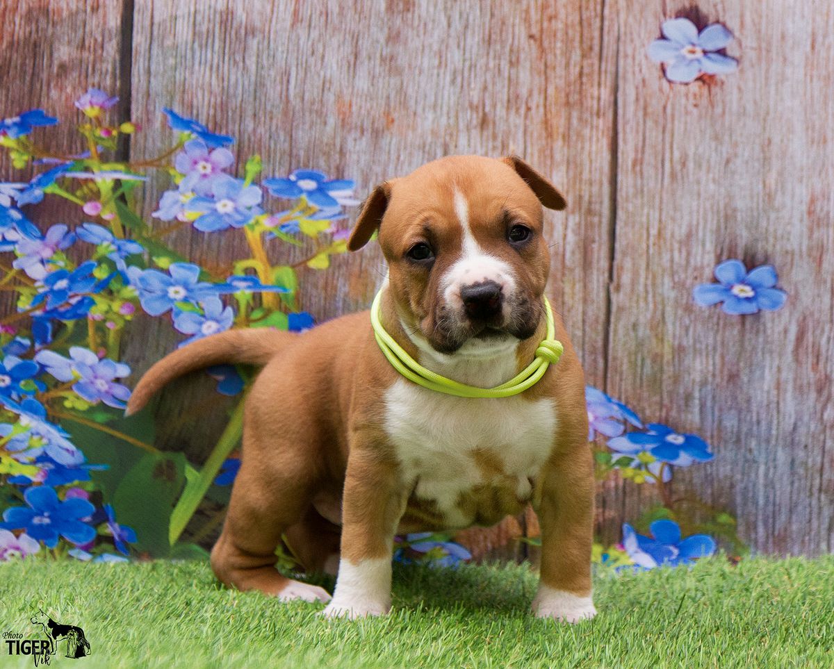 Sakura De M'A'M | American Staffordshire Terrier 