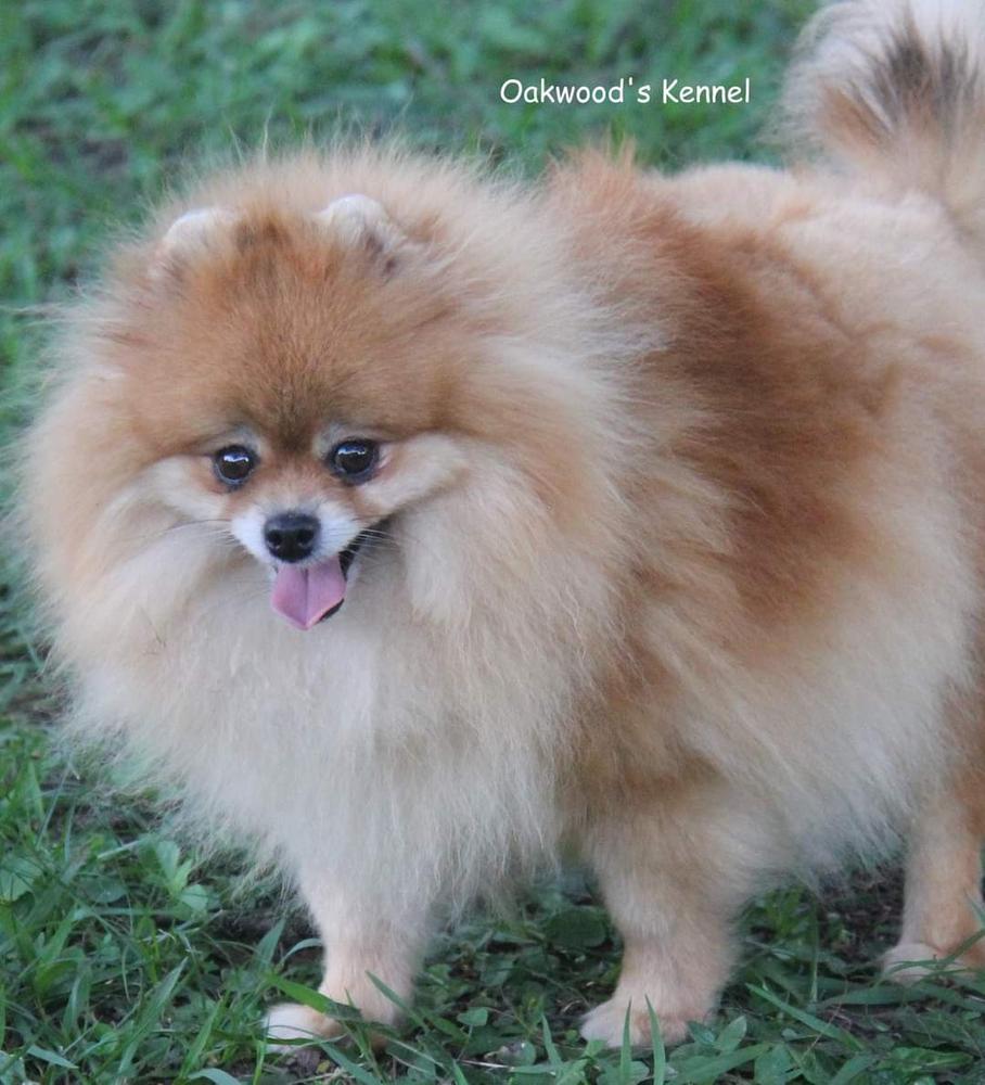 Oakwood's Sugar Baby | Pomeranian 