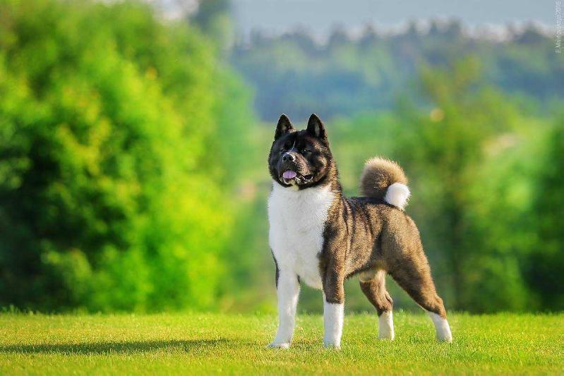 GabriTho's Two Homerun For Melodor | Akita 