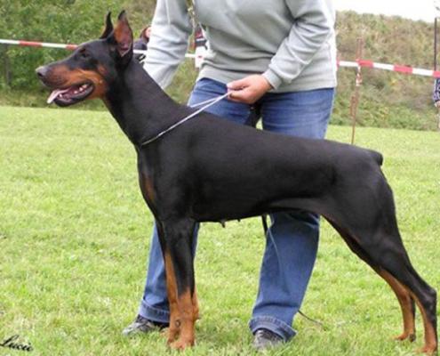 Leidy Extra Moravak | Black Doberman Pinscher