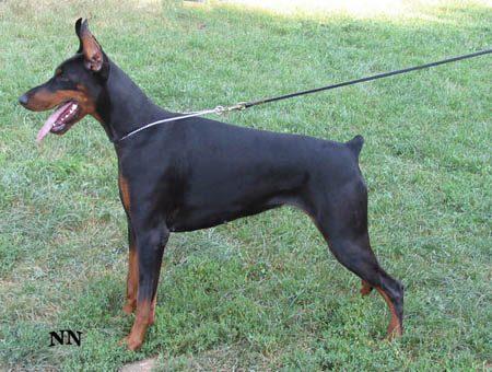 Monimaker dei Sauli Grimaldi | Black Doberman Pinscher