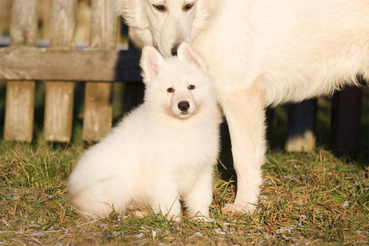 Otis of Angelotti | White Swiss Shepherd Dog 