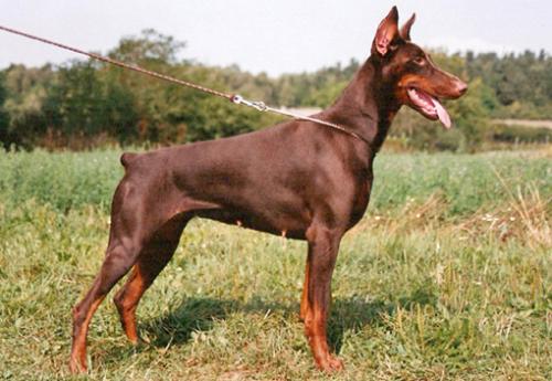 Lessi Extra Moravak | Brown Doberman Pinscher