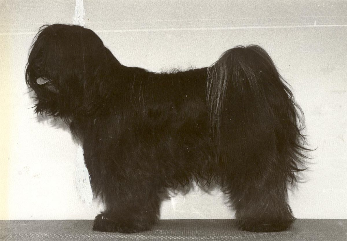 TARAGIRI NAGPO | Tibetan Terrier 