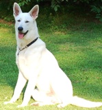 Duke | White Swiss Shepherd Dog 