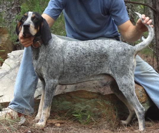 Ray's Bawling Blue Otis | Bluetick Coonhound 