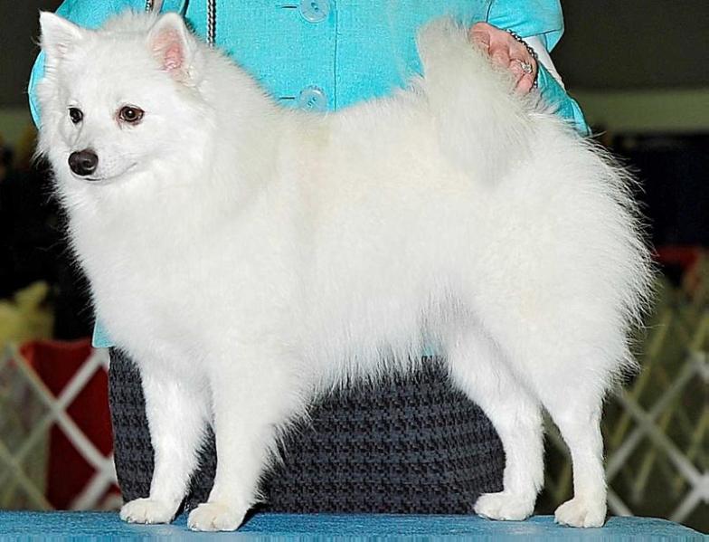 KISKAPOO WYNNEIRA WILL'O'WISP | American Eskimo Dog 