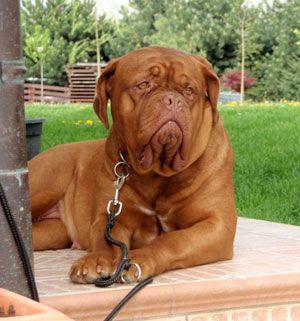 Topfield African Queen | Dogue de Bordeaux 