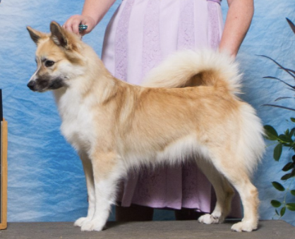 Lavandels Haustlita's Morgunstjarna | Icelandic Sheepdog 