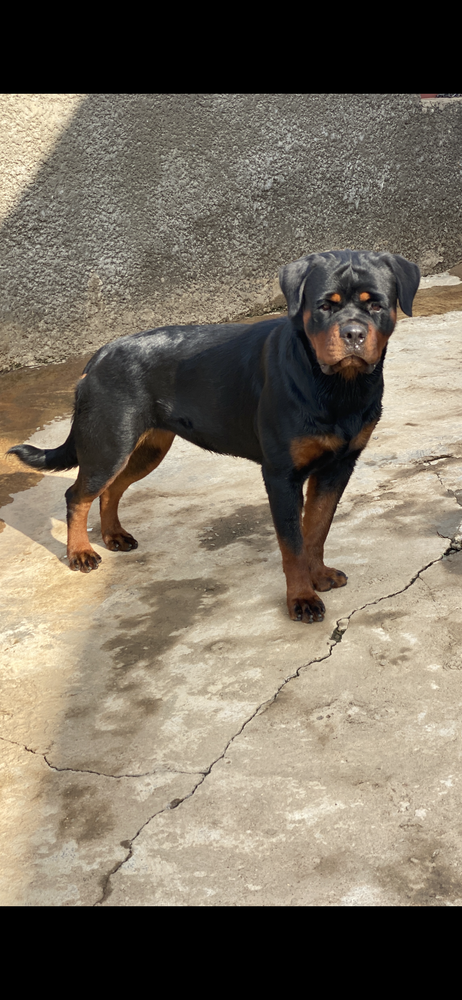 INDY OF STANLEY KENNELS | Rottweiler 