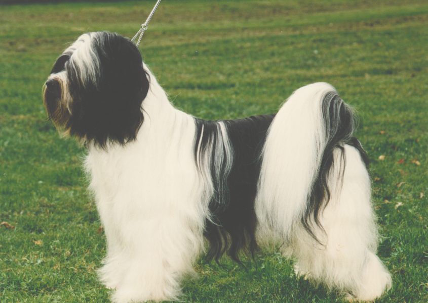 SILVERIDGE HARLEQUIN QUILL | Tibetan Terrier 