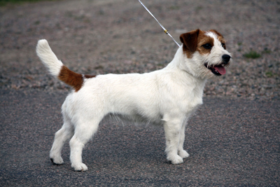 Power Lady V Paradise of Wind | Jack Russell Terrier 