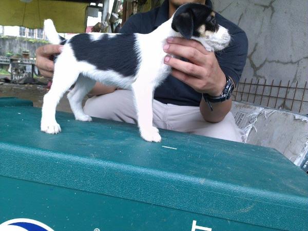 Rhigma Sly | Jack Russell Terrier 