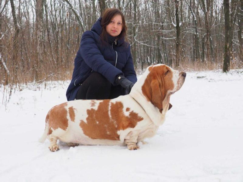 Kolani Belle Ami | Basset Hound 