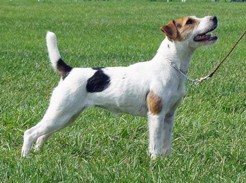 Conquest Float | Jack Russell Terrier 