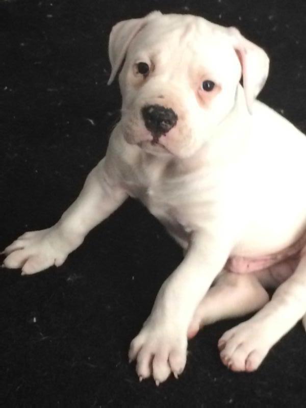 ZEUS | American Bulldog 