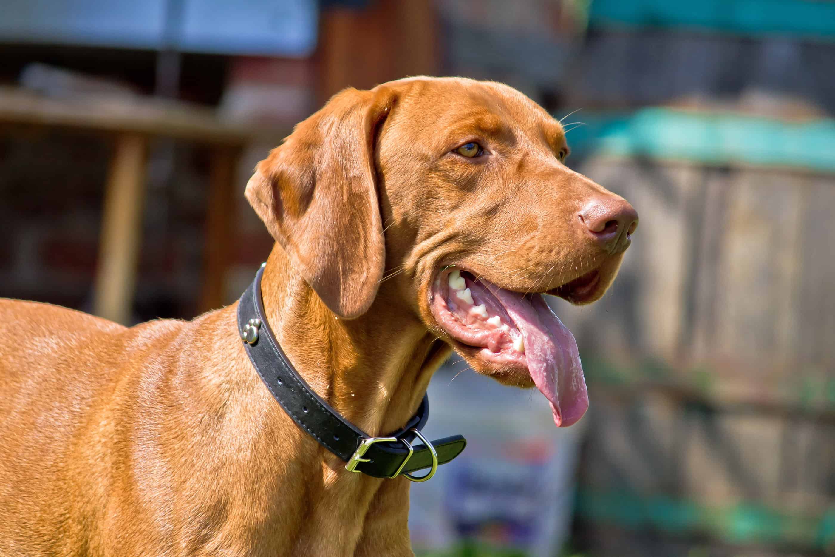 Vizsla