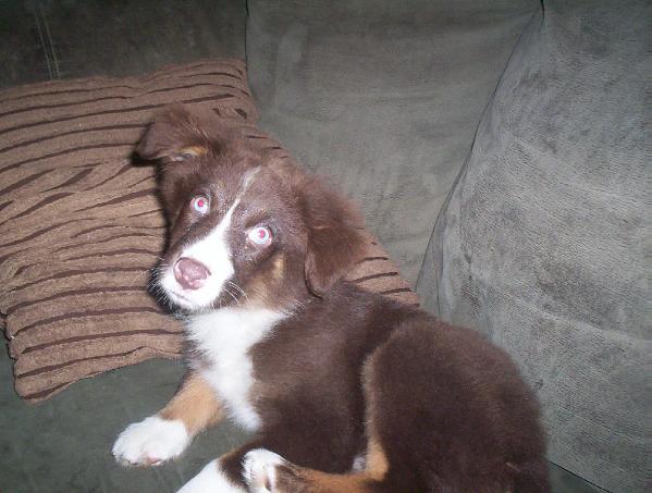 Peace Creek's Mystic Ember | Australian Shepherd 