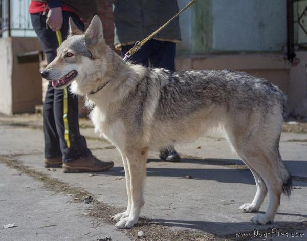 tsennaya shtuchka iz podmoskovnogo carstva | Czechoslovakian Wolfdog 