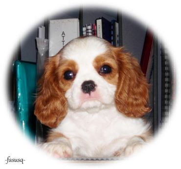 Aberlour Shakitlykapolroidpctr | Cavalier King Charles Spaniel 