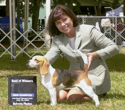 Perkys Windy City | Beagle 