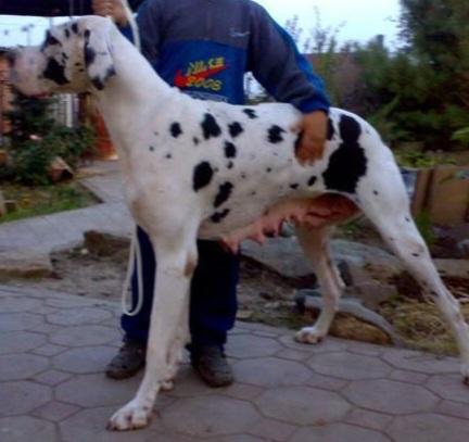 Viza (Russia) | Great Dane 