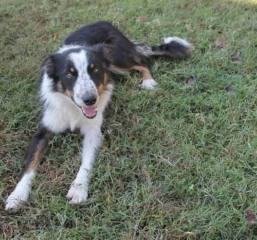 Frisbee/Bonnie ABC 355969 | Border Collie 