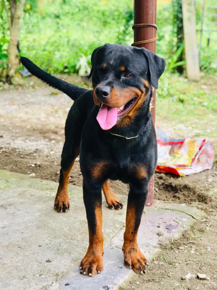 Eros Z of Cabanilla | Rottweiler 