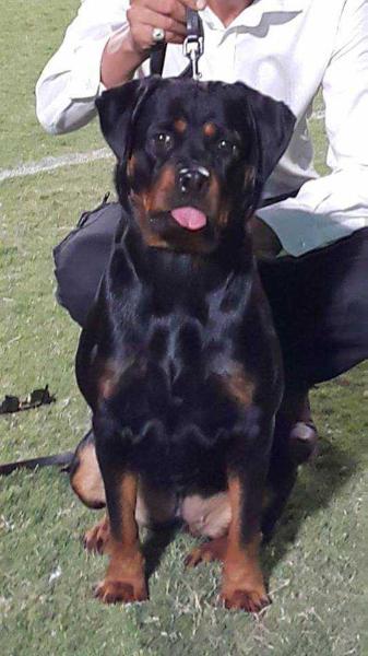 Dora Master Field | Rottweiler 