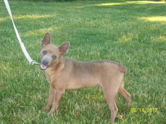 Green Acres' Royal Blu Cavlier Cadet | Rat Terrier 